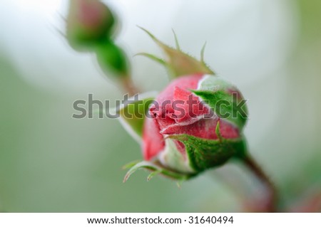 Close-up picture of rosebud that is not yet open.