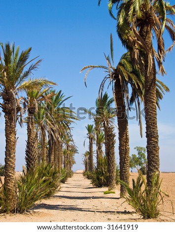 Palm alley