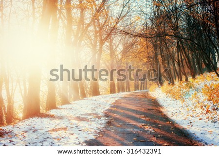 First Snow in the Woods in lisi.Doroha Royalty-Free Stock Photo #316432391