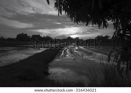 paddy field in sunset, black and white