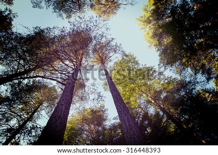 Aim high. An image of a pine forest taken from low point of view. Image gives a good example of tall trees from a different perspective. Image has a vintage effect.