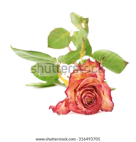 Single dried pink rose over the white isolated background