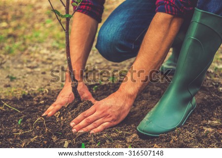 Planting a tree. Close-up on young man planting the tree while working in the garden Royalty-Free Stock Photo #316507148