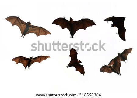 Collection Bat isolate on white background - Halloween festival Royalty-Free Stock Photo #316558304