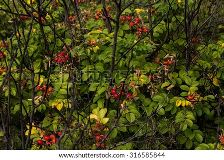 Autumn harvest of berries of wild rose hips.