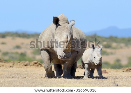 African white rhino, National park of Kenya Royalty-Free Stock Photo #316590818