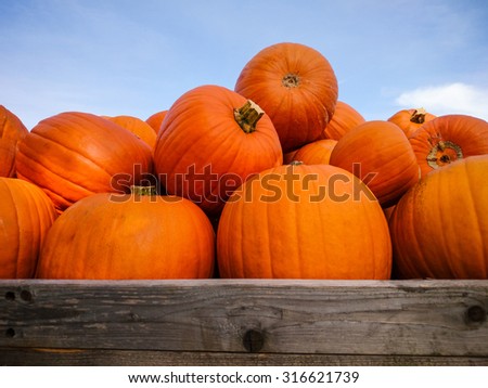Giant pumpkins on blue sky, horizontal