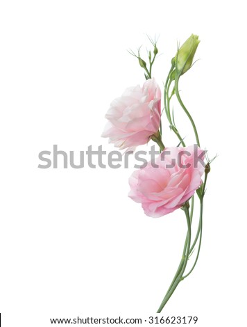 Two pale pink flowers isolated on white. Eustoma Royalty-Free Stock Photo #316623179