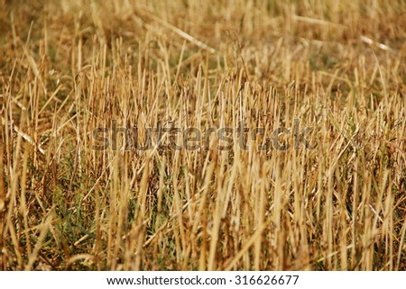 stubble close up Texture Background of brown straw heap