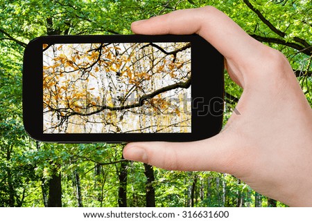 nature concept - tourist photographs picture of change of summer and autumn seasons on smartphone