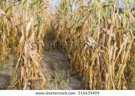 Withered corn on field. Drought in Poland 2015 Royalty-Free Stock Photo #316639499