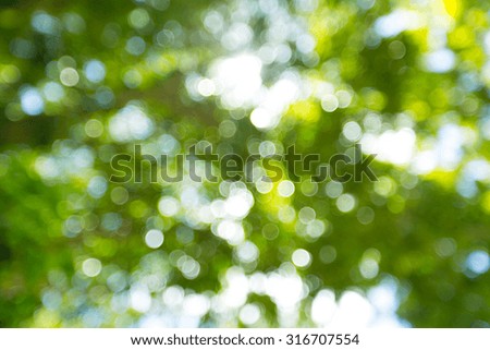 bokeh of tree background