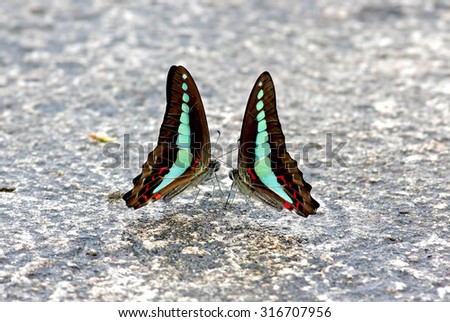 Common Bluebottle Graphium sarpedon Butterfly