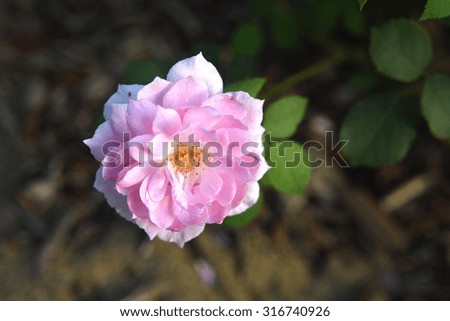 Beautiful rose flower in the evening light