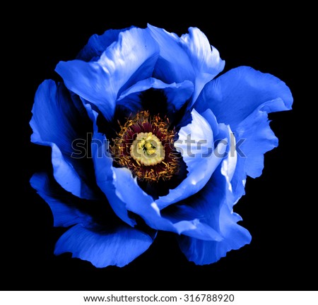 Surreal dark chrome blue peony flower macro isolated on black