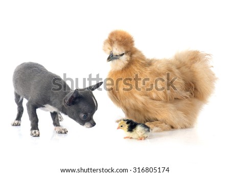 silkie chicken and chihuahua in front of white background