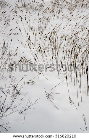 Snowscape with Reeds