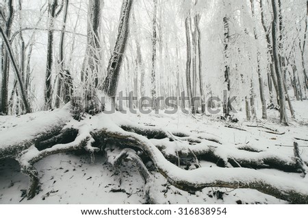 old tree with roots covered in snow in winter