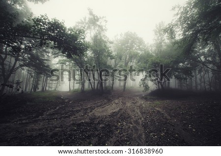 foggy day in forest