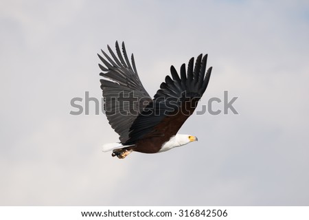 An African fish eagle with yellow beak, white neck, brown body and brown and black wings is flying from left to right with its wings raised. In the background is a hazy sky with some streaks of blue.