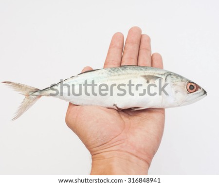 Gold-banded scad fish in the hand with white background