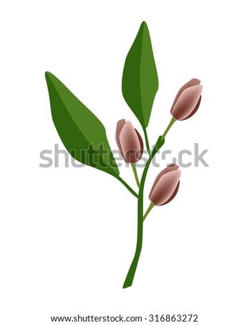 Beautiful Flower, Illustration of Port Wine Magnolia Flower or Magnolia Figo Flower with Green Leaves on A Branch.