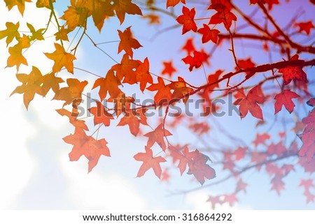 Abstract Blurry of  maple leaves and colorful background. Beautiful  maple leaves made with colorful filters.