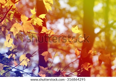 Abstract Blurry of  maple leaves and colorful background. Beautiful  maple leaves made with colorful filters.