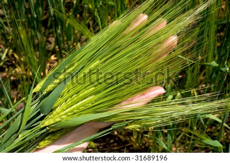 Closeup photo of green wheat stalks and field