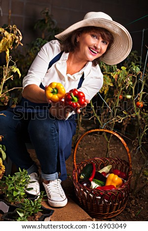Senior woman picking bell peppers and tomatoes from vegetable garden. Woman gardener smilling and holding crop. Eco lifestyle concept. Vegetables from the garden, fresh healthy food, stock photo.