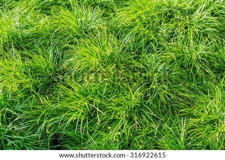 plants background texture,plants,Bush. Royalty-Free Stock Photo #316922615