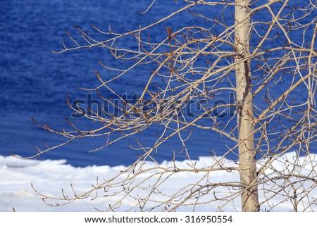 close-up of branches with swollen buds on the background of the river and ice drift in the early spring on a sunny day