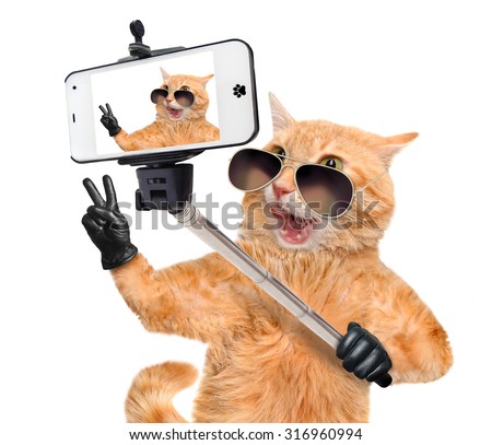 Cat  with peace fingers in black leather  taking a selfie together with a smartphone.