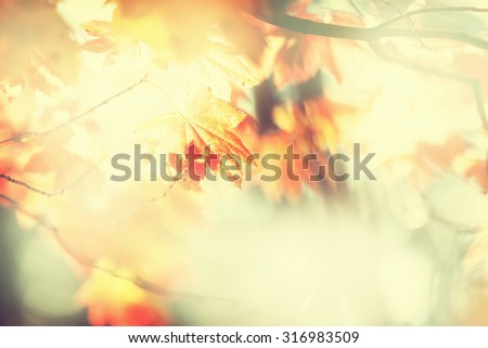 leaves in autumn season