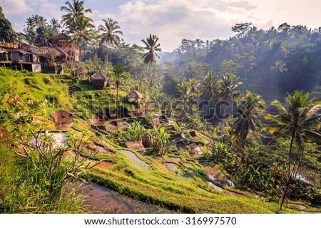 Spectacular rice fields in the jungle and the mountain near Ubud in Bali Royalty-Free Stock Photo #316997570