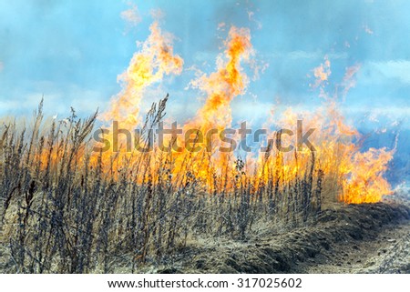 Dry Grass Field Fire Disaster 