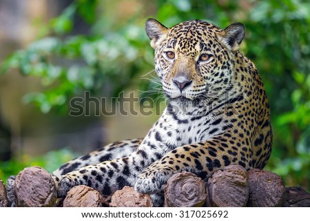 Jaguar Royalty-Free Stock Photo #317025692