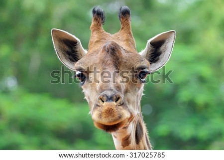 Face of giraffe.