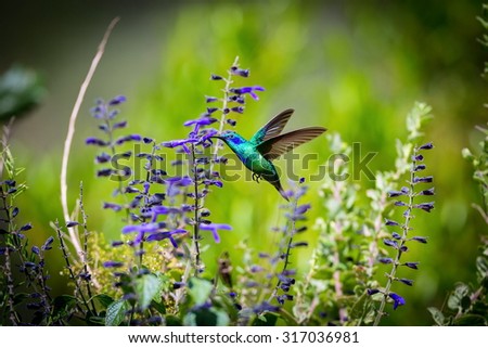 The incredibly beautiful Green Violet Eared Hummingbird in the central mountains of Mexico. This is a rare picture of a medium sized hummingbird that is very elusive and shy and is one special bird. 