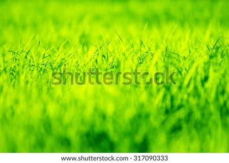 Natural grass green blurred background.