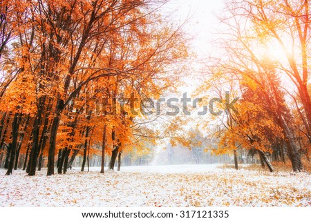 Sunlight breaks through the autumn leaves of the trees in the early days of winter Royalty-Free Stock Photo #317121335