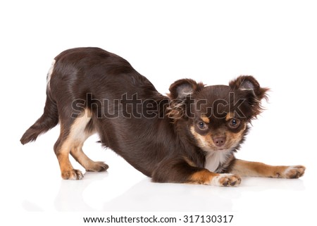chihuahua puppy bowing down