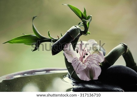 Wild Orchid and bamboo on stones