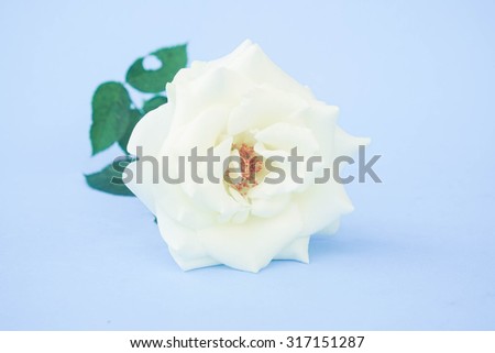white rose with filter effect retro vintage style