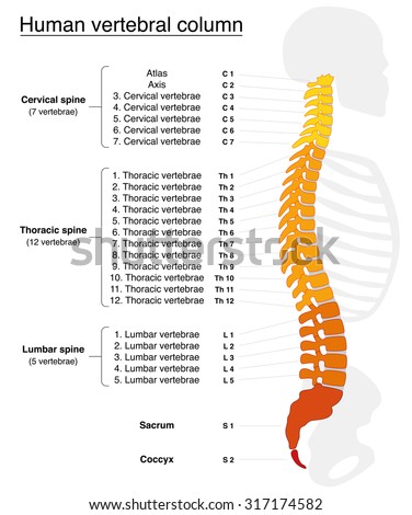 Vertebral column with names and numbers of the vertebras - lateral view - fiery colors. Isolated vector illustration on white background. Royalty-Free Stock Photo #317174582