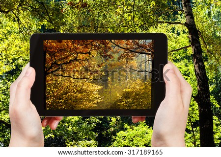 nature concept - tourist photographs picture of autumn woods during summer and autumn seasons changing on tablet pc
