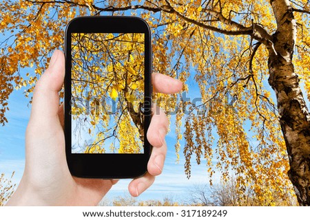 nature concept - tourist photographs picture of yellow birch in sunny autumn day on smartphone