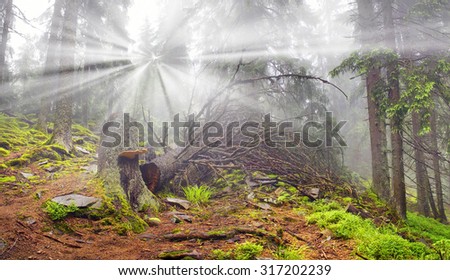 Panoramic landscape of an autumn fir forest in the rain at dawn. Deserted footpath goes into the misty distance, dew hanging on every twig and grass, melancholy and serenity in the air