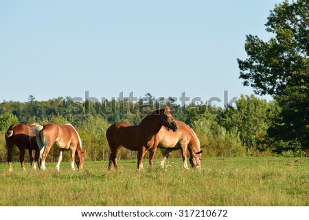 Four Horses Grazing in a Field