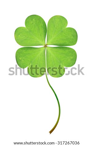 Green clover leaf isolated on white background. This has clipping path.